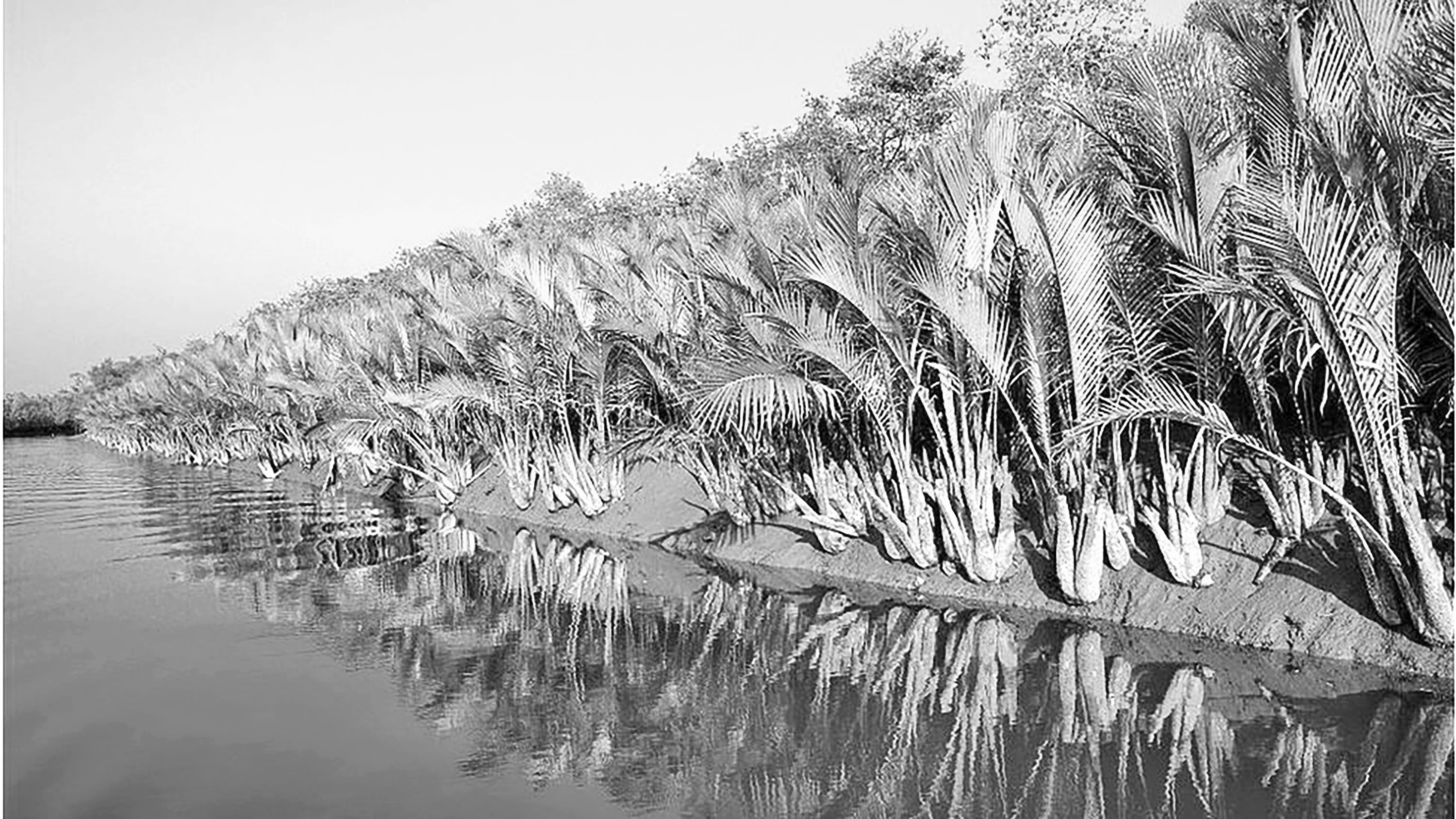 সুন্দর থাকুক সুন্দরবন