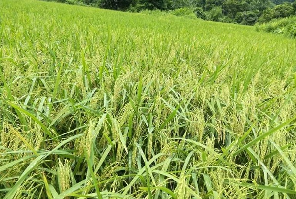 কাপ্তাইয়ে বোরো ধানের বাম্পার ফলনঃ কৃষকের মুখে সোনালী হাসি