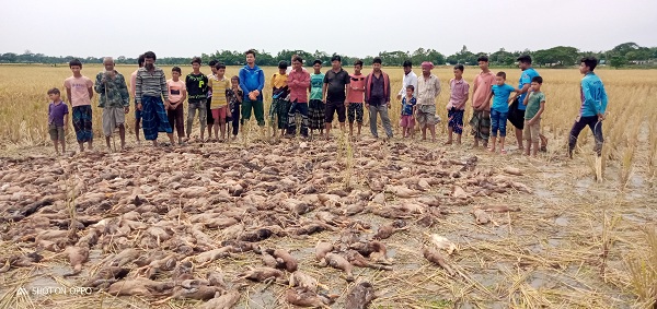 ​​​​​​​বারহাট্টায় বিষ প্রয়োগে হাঁস নিধন