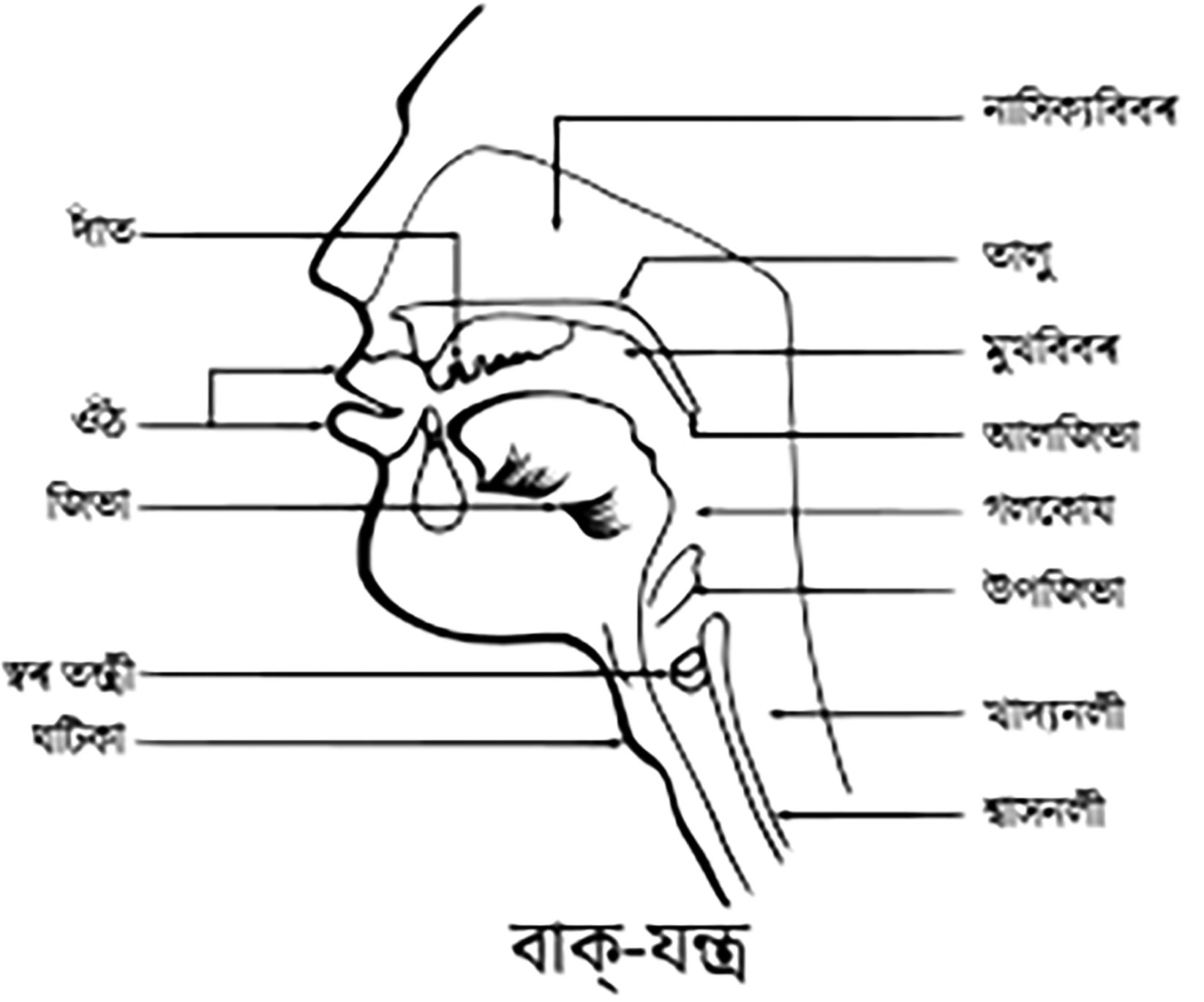 ষষ্ঠ শ্রেণির বাংলা দ্বিতীয়পত্র