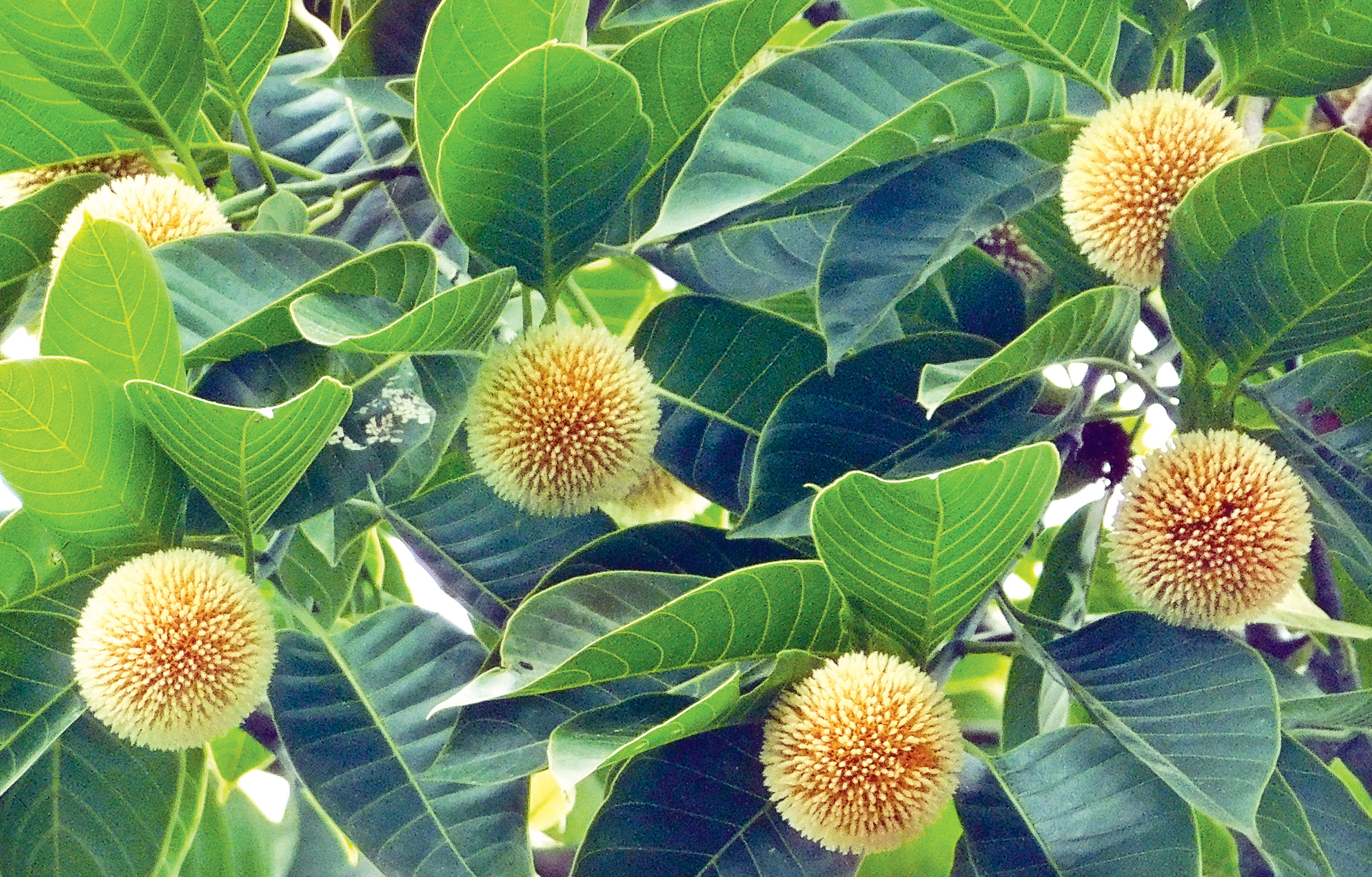 এলো এলো এলোরে বরষা...