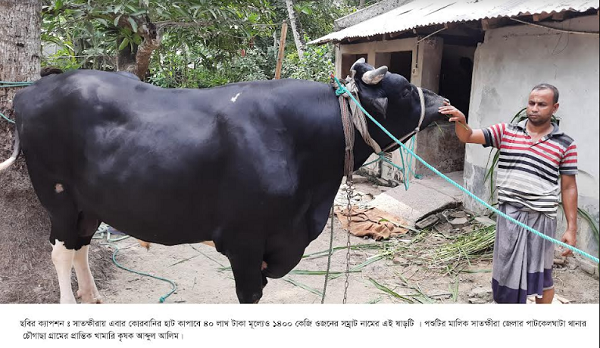 ​​​​​​​কোরবানীর হাট কাপাচ্ছেন ৩৫ মন ওজনের সাতক্ষীরার সম্রাট