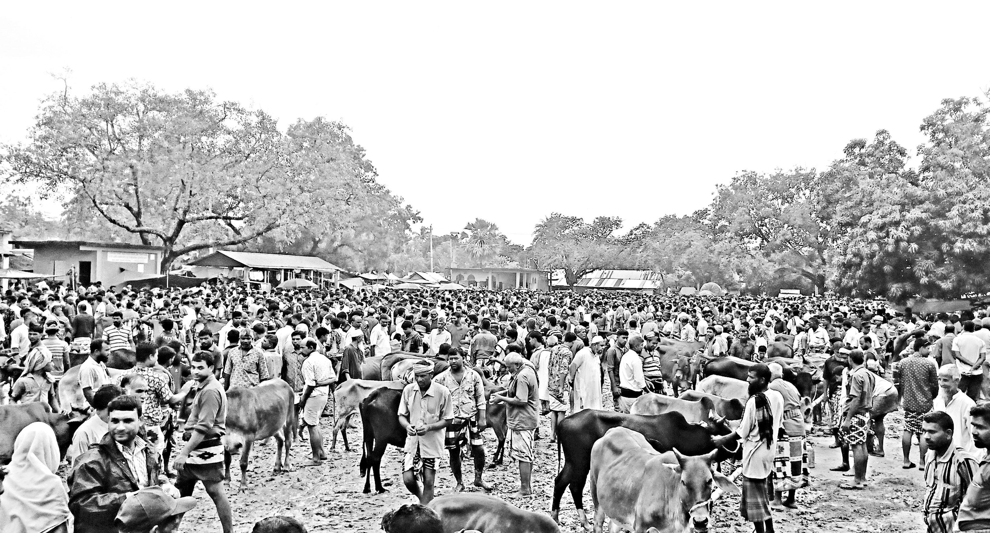 হাটে পর্যাপ্ত গরু থাকলেও ক্রেতা সংকটে ভূঞাপুরের ব্যবসায়ীরা