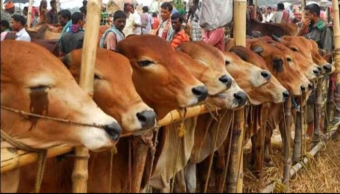 রাজধানীতে পশু বিক্রি শুরু