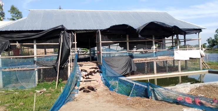 কর্মকর্তার ভুলে ১৪০০ হাঁসের মৃত্যু