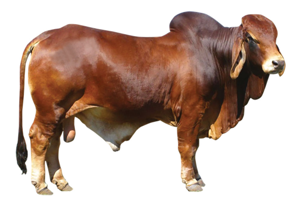দর যাচাইয়ে ব্যস্ত ক্রেতারা
