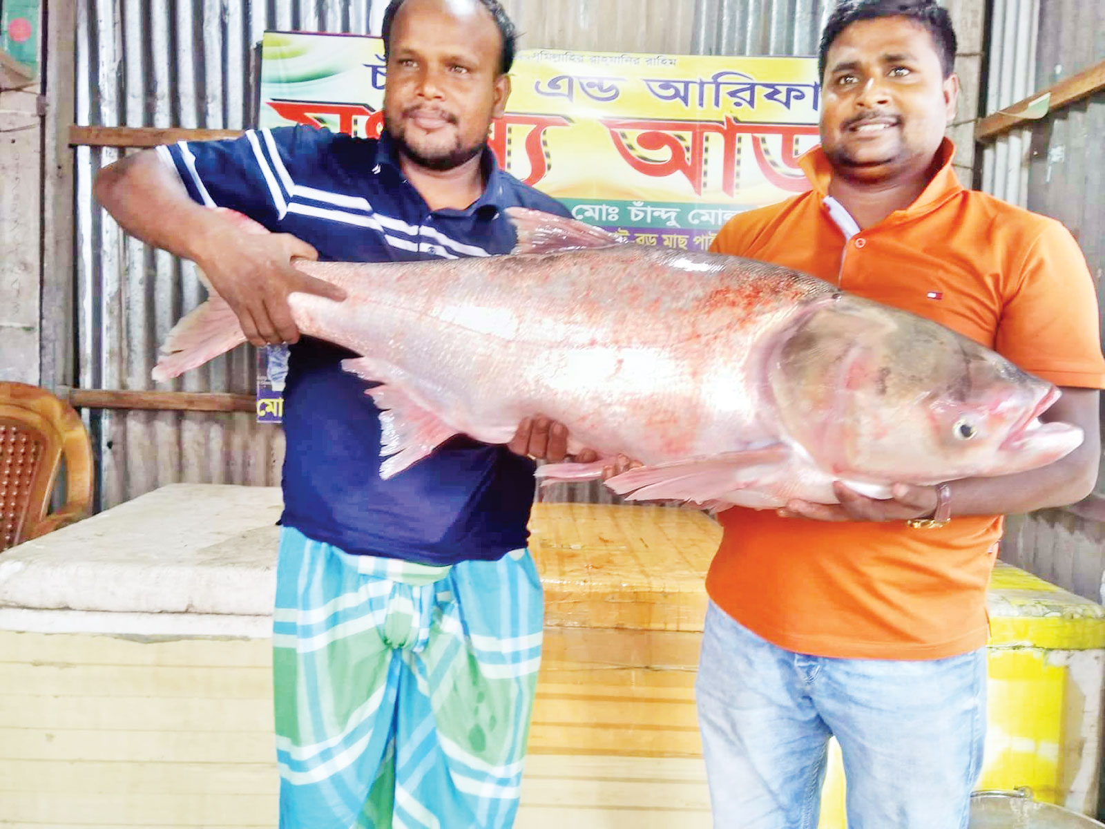 পদ্মায় জেলের জালে সাড়ে ১৭ কেজি ওজনের সিলভার কার্প