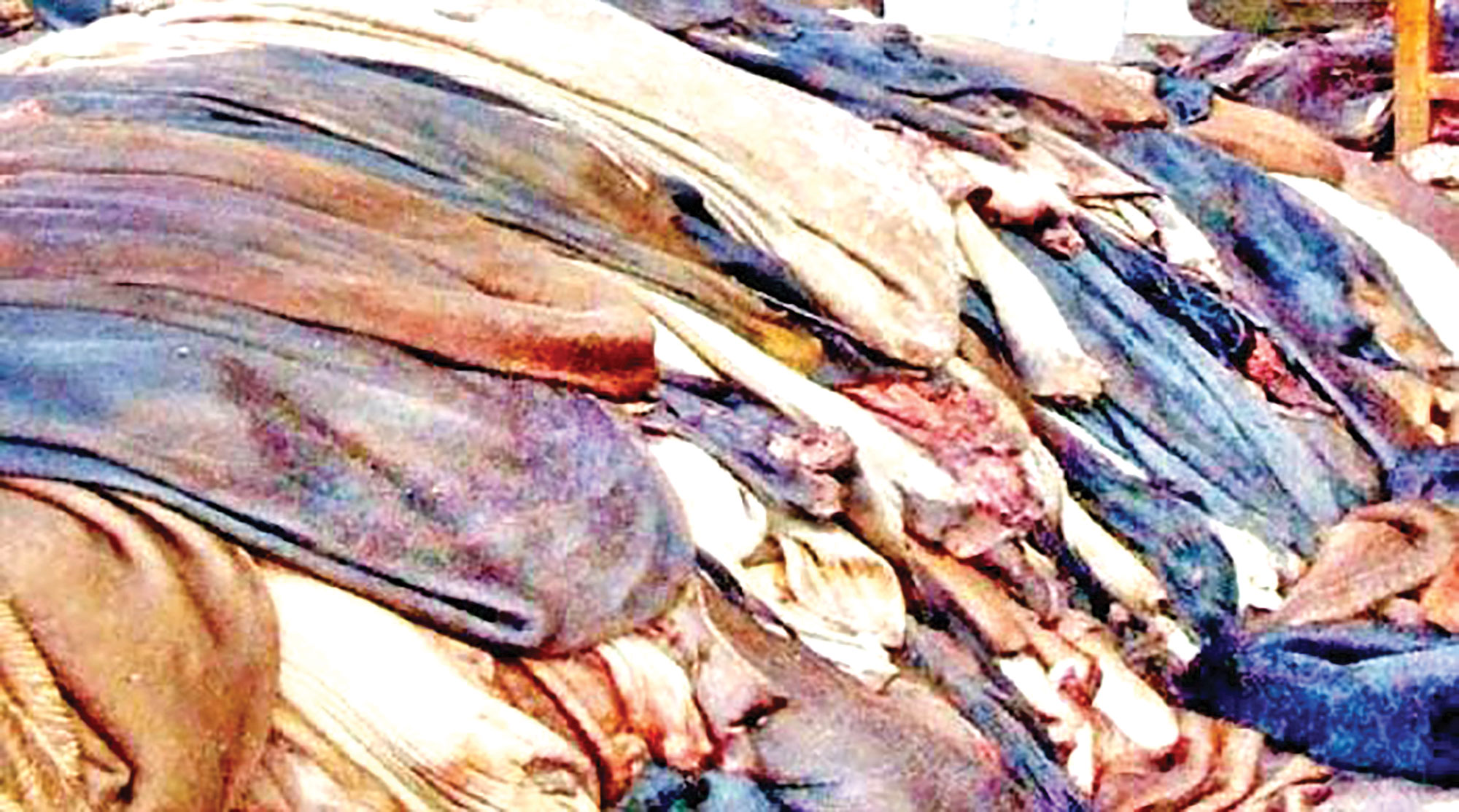 বড় হচ্ছে চামড়াজাত পণ্যের রপ্তানি বাজার