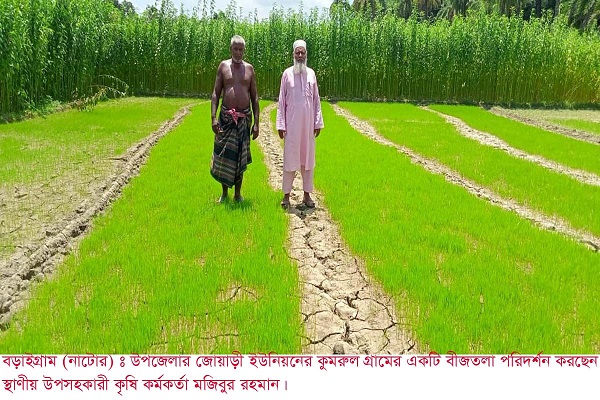 তীব্র খরতাপে মরে যাচ্ছে রোপা আমনের চারা