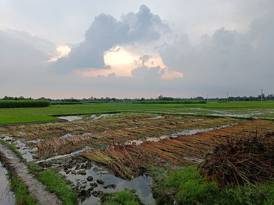 ফলন ভাল হলেও দুশ্চিন্তায় কৃষকরা, পানির অভাবে মাঠেই নষ্ট হচ্ছে পাট