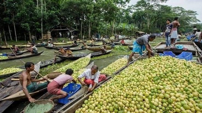 ঝালকাঠিতে এবারও পেয়ারার বাম্পার ফলন: ভাসমান হাট জমজমাট