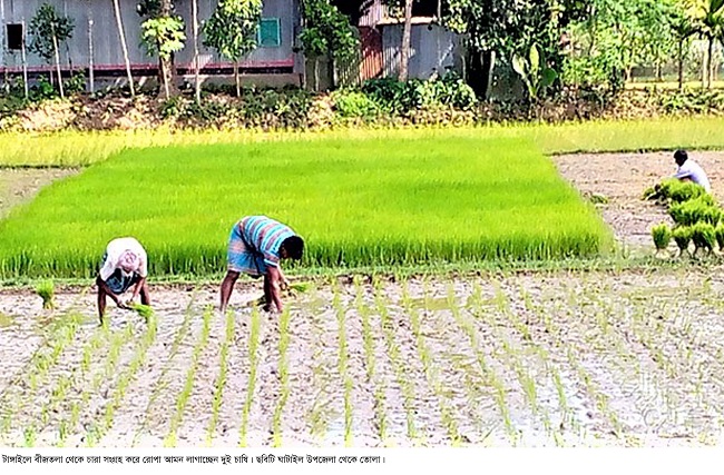 টাঙ্গাইলে সার ও ডিজেলের মূল্য বাড়ায় রোপা আমন চাষিরা বিপাকে