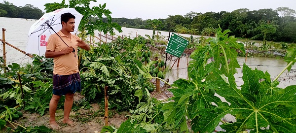 বাবুগঞ্জে ১৩৭ টি পেঁপে গাছ কেটে শত্রুতা