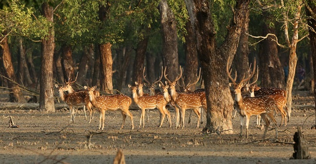 উন্মুক্ত হলো সুন্দরবন