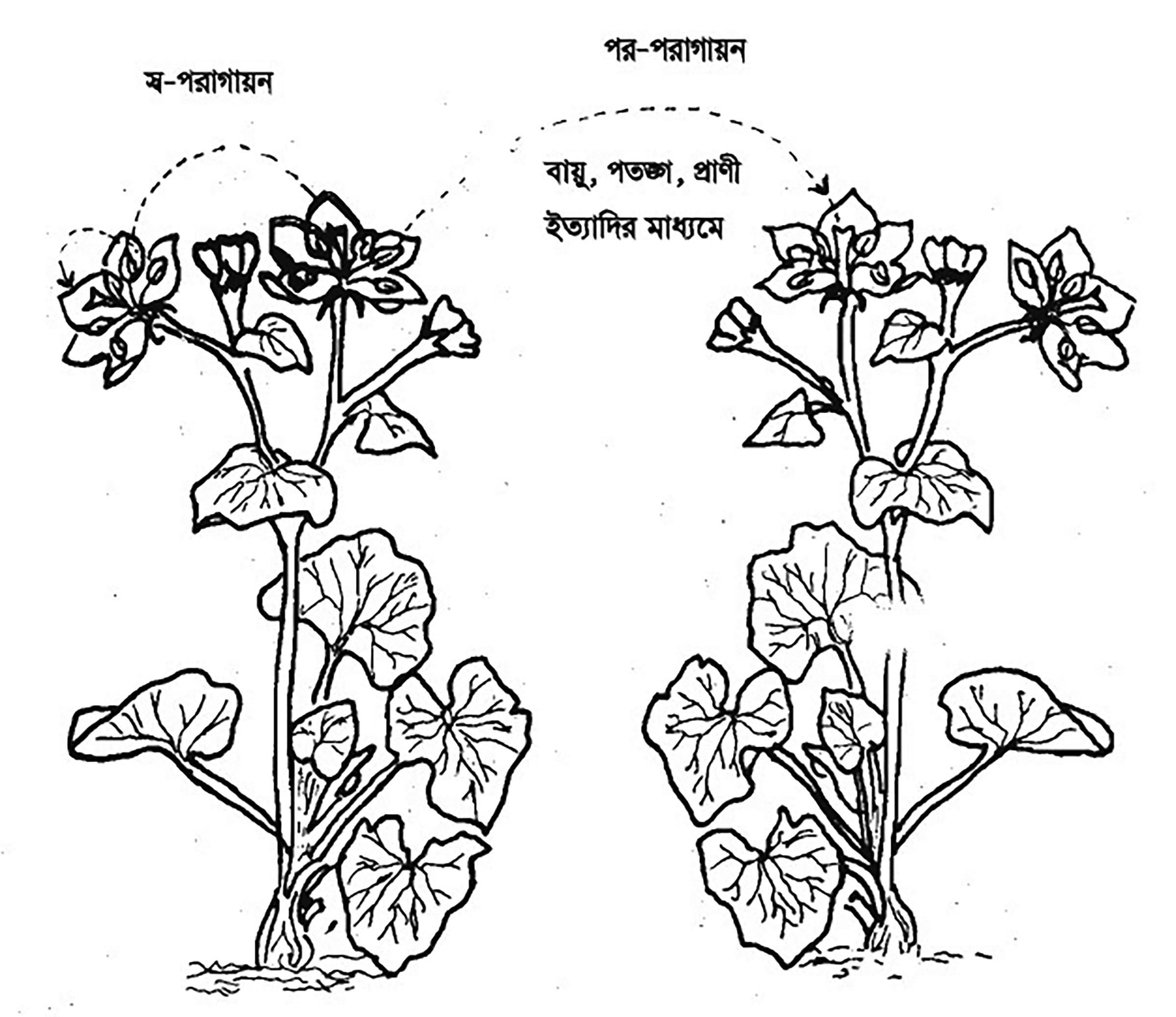 পঞ্চম শ্রেণির প্রাথমিক বিজ্ঞান