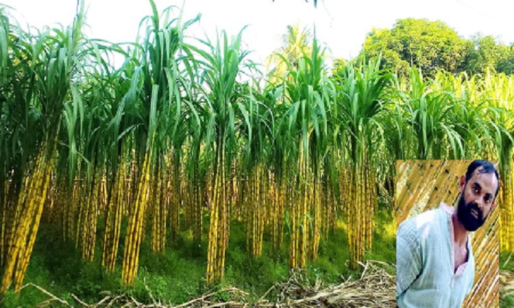 আখ চাষে স্বাবলম্বী আল আমিন