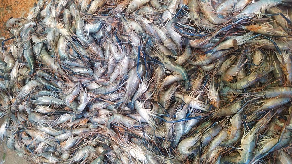 চিংড়িতে দরপতনে চিতলমারীতে হতাশায় চাষিরা