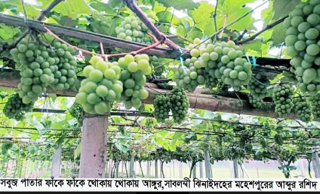 মহেশপুরে আঙ্গুর ফল চাষে স্বাবলম্বী রশিদ