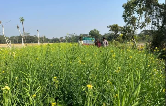 মির্জাগঞ্জে মাঠজুড়ে সবুজ হলুদের সমারোহ