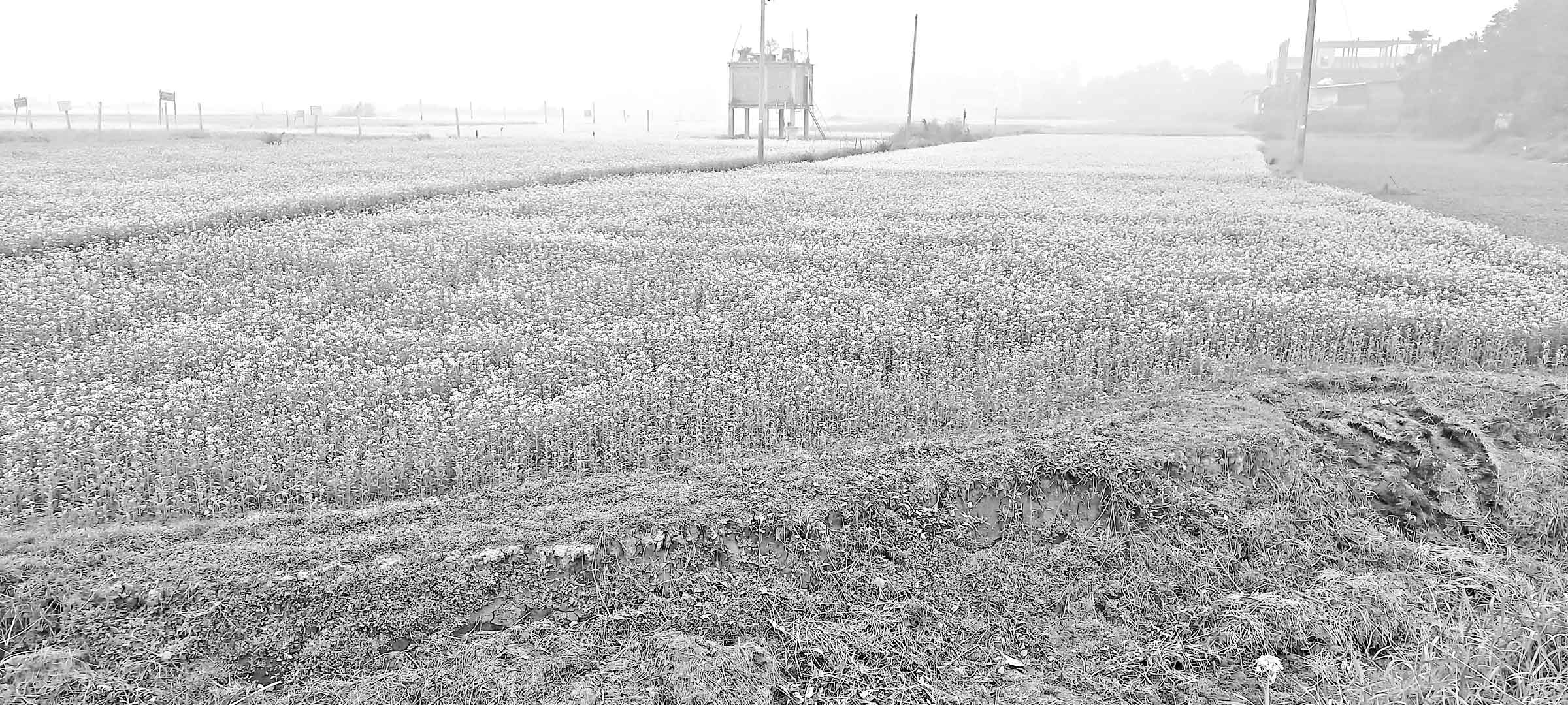 সরিষার হলুদ রাজ্যে মৌমাছির গুঞ্জনে মুখরিত মাঠ