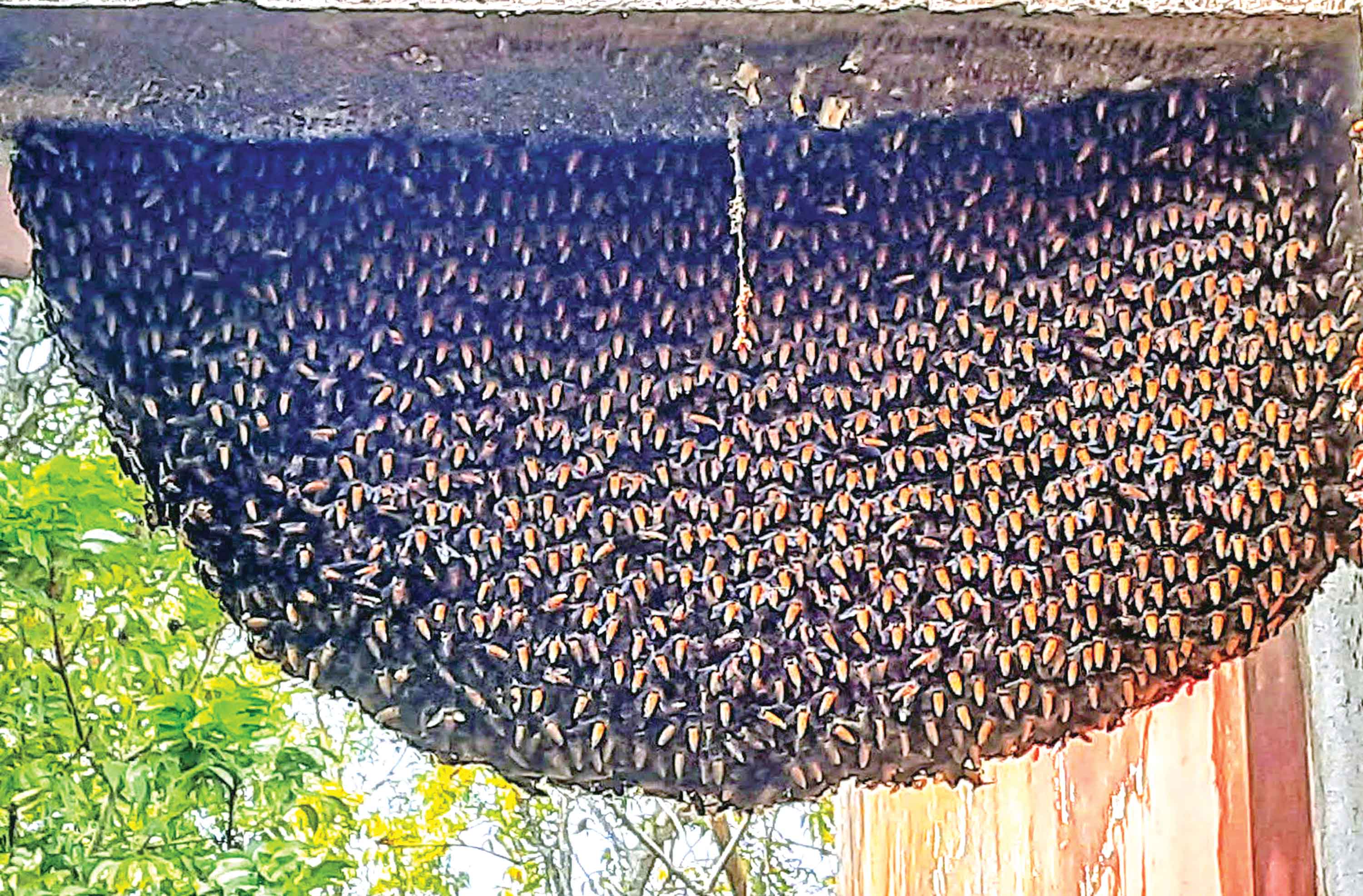মধুভরা মৌচাক