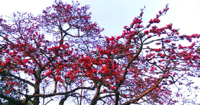 প্রকৃতিকে রাঙিয়ে তোলা বসন্তের রুপকন্যা শিমুল বিলুপ্তপ্রায়