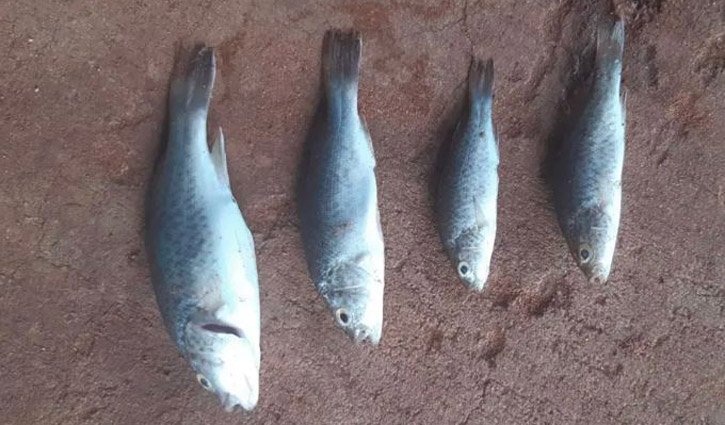 অস্ট্রেলিয়ায় মাছবৃষ্টি