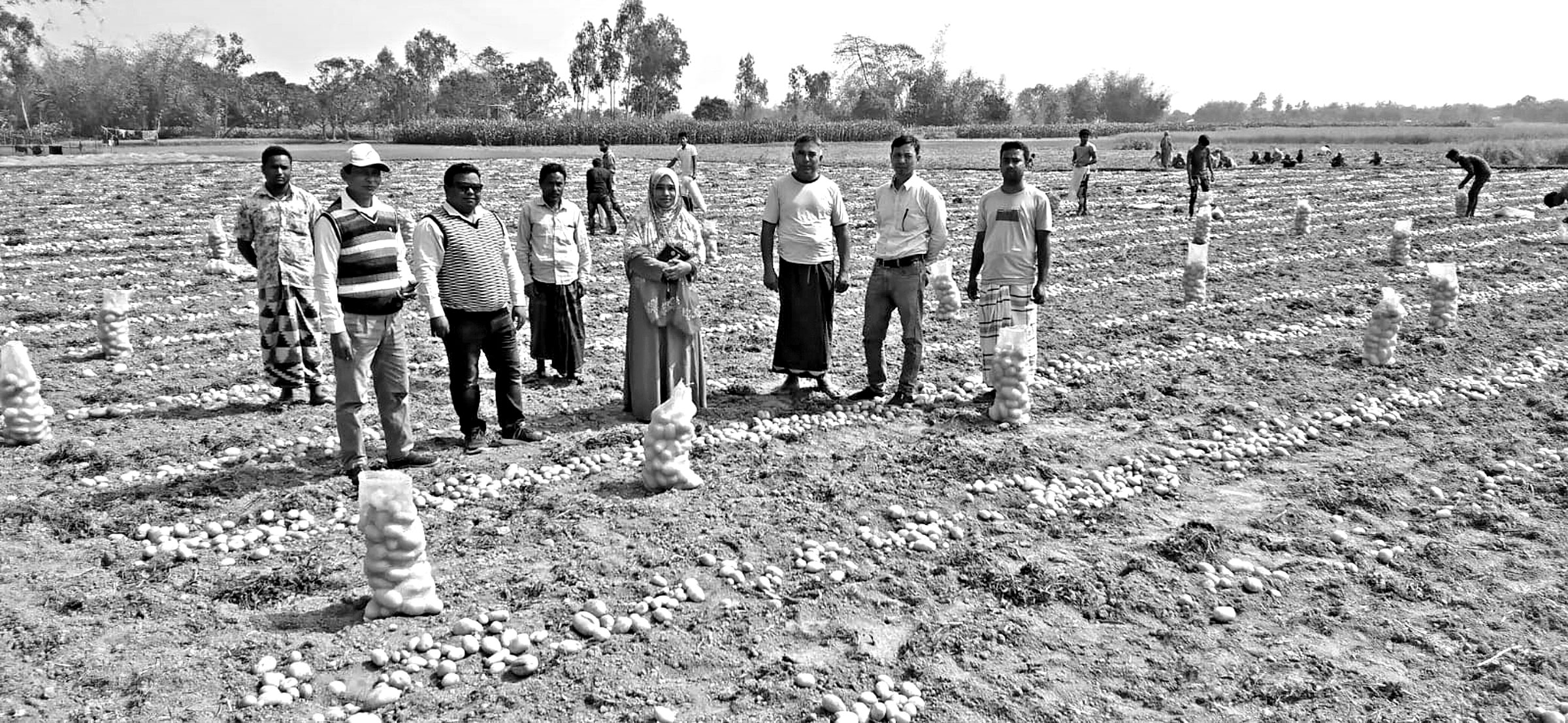 খানসামার আলু রপ্তানি হচ্ছে মালয়েশিয়ায়, খুশি কৃষকরা
