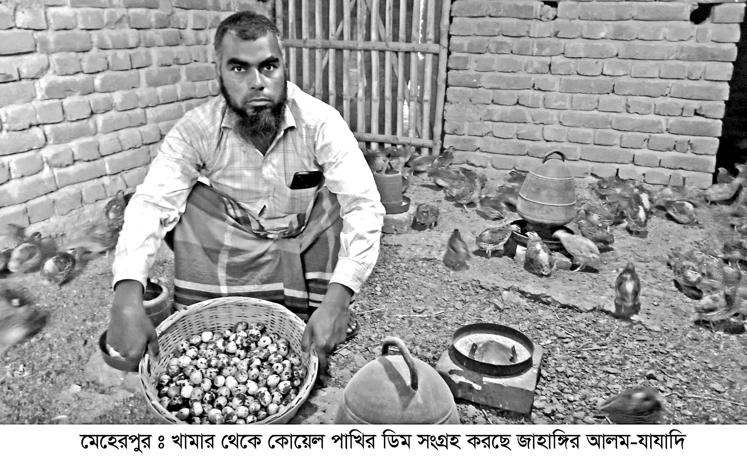 মেহেরপুরে জাম্বু কোয়েল পাখি পালনে সফলতা
