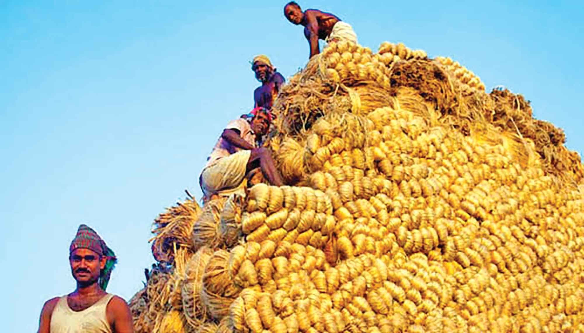 পাটের সোনালি অতীত ফিরছে