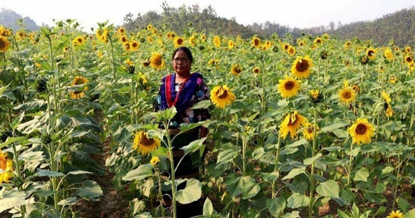 খাগড়াছড়িতে বাড়ছে সূর্যমুখী চাষ 