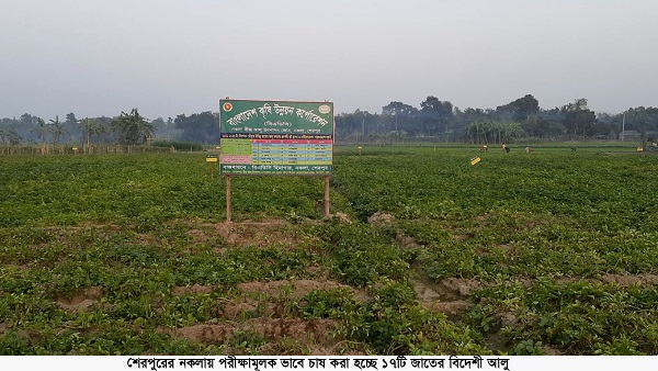 নকলায় পরীক্ষামূলক ভাবে ১৭ জাতের বিদেশী আলু চাষ