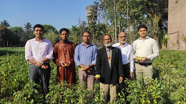 হাবিপ্রবিতে টমেটো চাষে ছত্রাক ব্যবহারে ব্যাপক সাফল্য