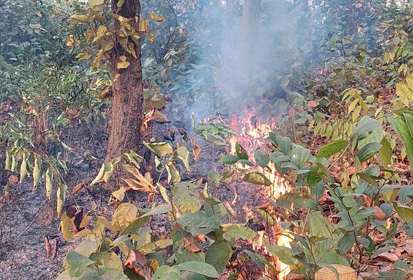 শিমলাপাড়া বনে রহস্যময় আগুনে প্রকৃতি বন্ধু শাল-গজারি হুমকির মুখে