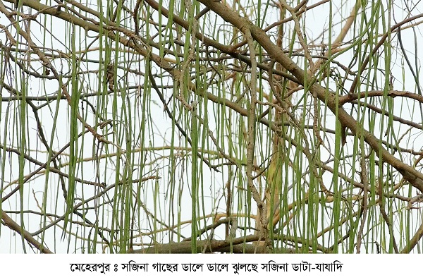 মেহেরপুরে গাছে গাছে দোল খাচ্ছে পুষ্টিতে ভরপুর সজিনা ডাটা