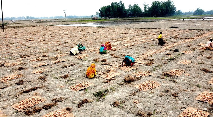 বগুড়ার আলুর সেকাল-একাল; কৃষকদের অজানা স্বপ্ন