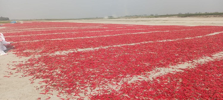 বগুড়ায় ৭০০ কোটি টাকার মরিচ উৎপাদন