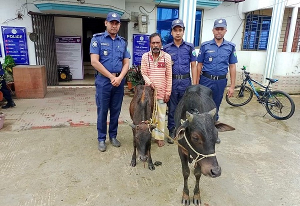জগন্নাথপুরে চোরাই গরুসহ ডাকাত গ্রেফতার