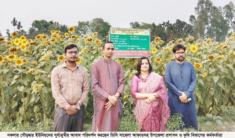 নকলায় সূর্যমুখী চাষে সফলতার আশা