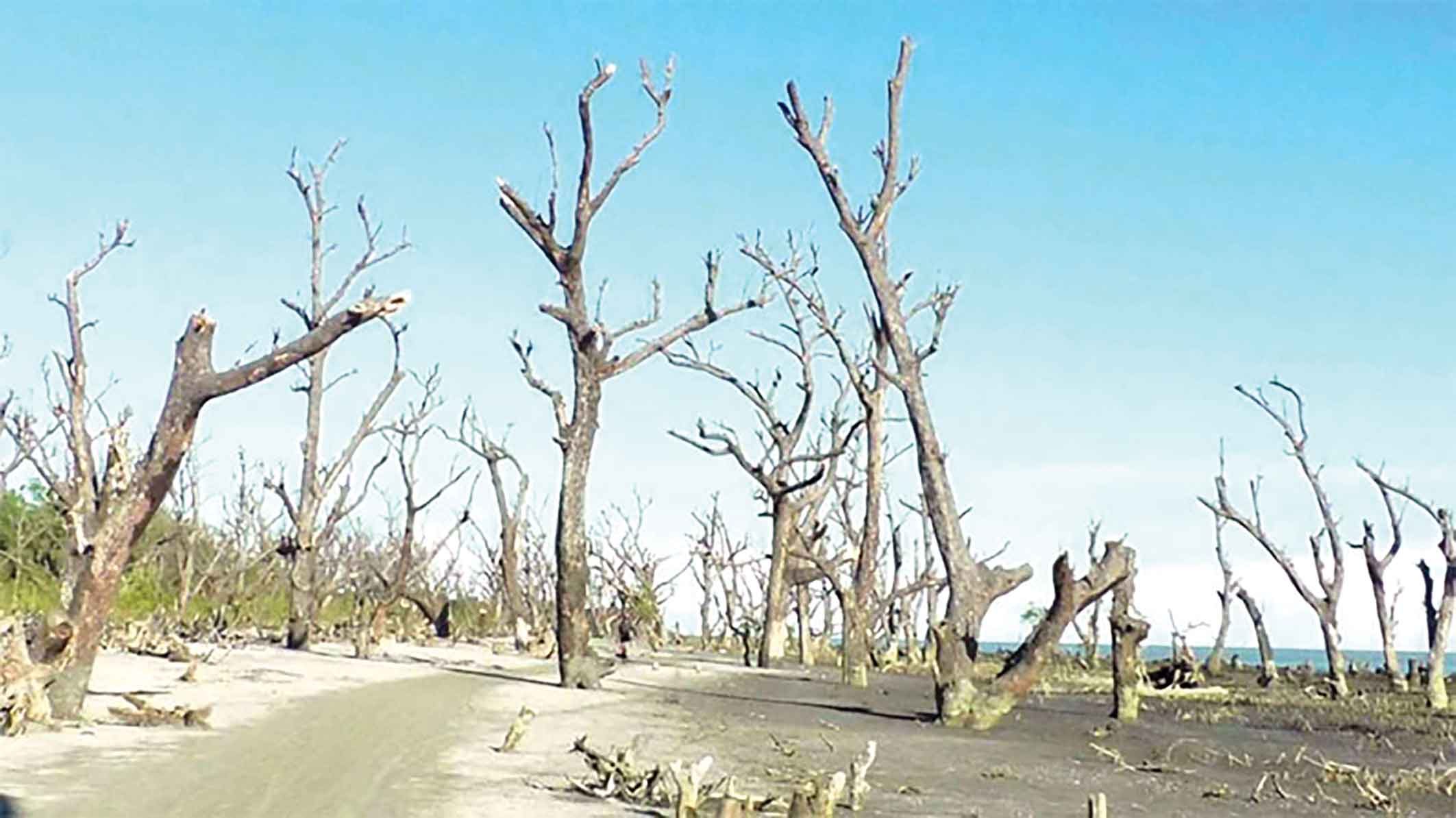 উপকূলীয় এলাকায় কমছে বনভূমি হুমকিতে বন্যপ্রাণী ও উপকূলবাসী