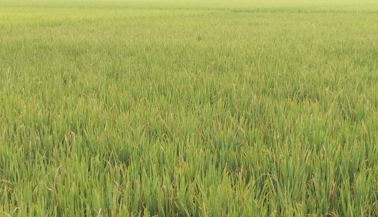 অষ্টগ্রামে বোরো জমিনে ব্লাস্ট-চিটা, কৃষকের মাথায় হাত 