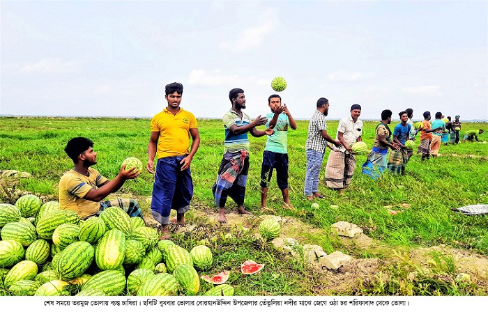 তেঁতুলিয়ার অনাবাদী চরে তরমুজে সমৃদ্ধির দিগন্ত