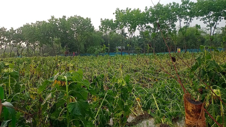 গফরগাঁওয়ে কাল বৈশাখী ঝড়ে কেড়ে নিল সূর্যমুখীর হাসি
