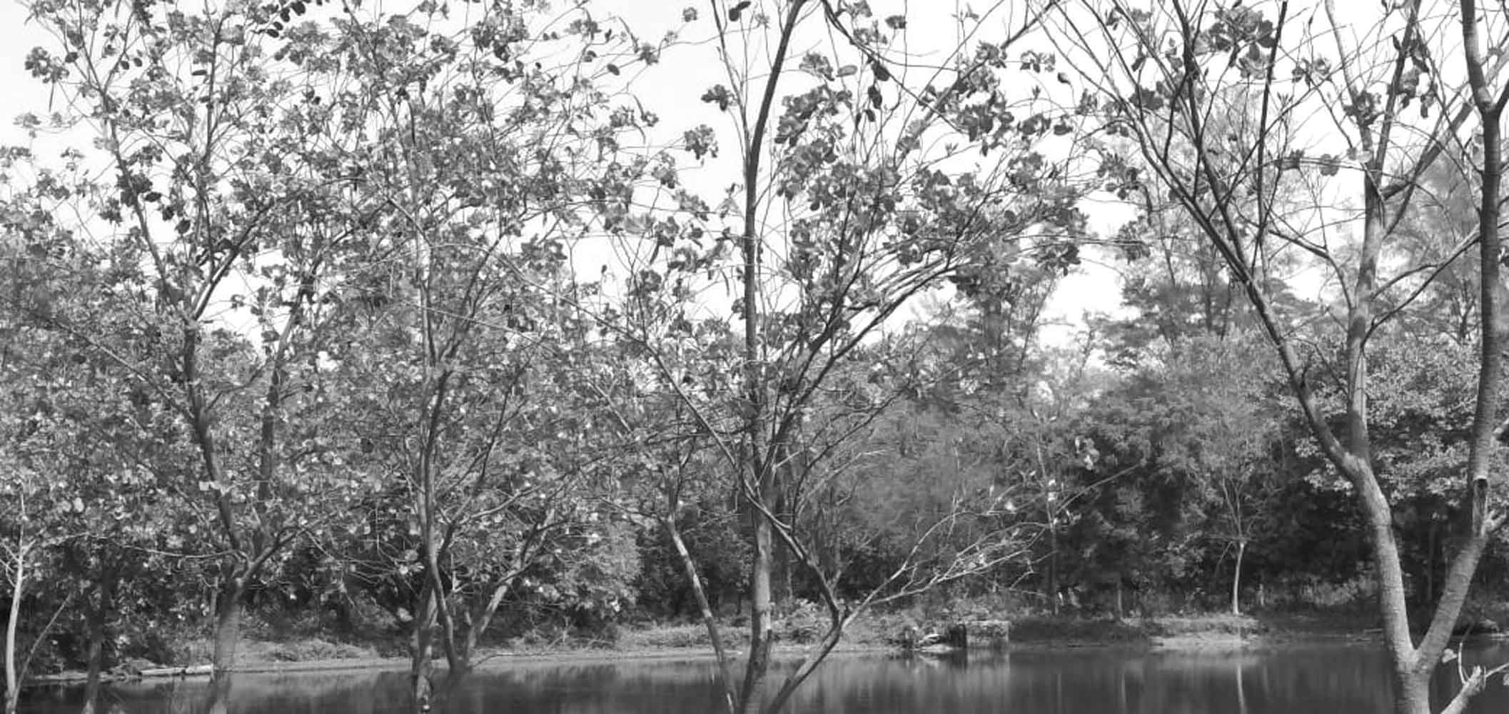 পাড়জুড়ে সবুজ ঘাস আর সারিবদ্ধ গাছের সমাহার