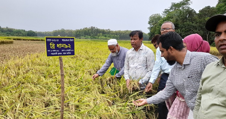 ব্রি উদ্ভাবিত বঙ্গবন্ধু ধান ১০০ চাষ করে কৃষকরা  বিঘাপ্রতি ফলন পাচ্ছে ৩২ মন