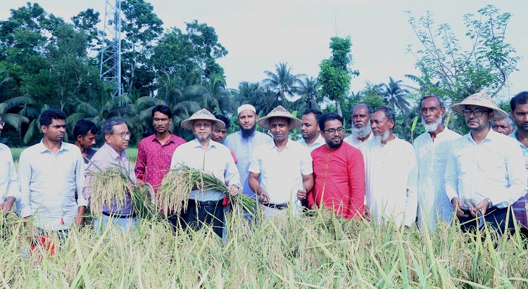 দাগনভূঞায় বিনা ২৫ ধানের বাম্পার ফলন
