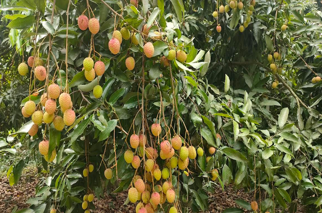 দামুড়হুদার বিভিন্ন গ্রামীণ হাট বাজারে বাড়ছে স্থানীয় লিচুর কদর
