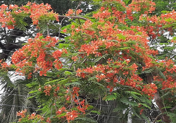 কালিয়ায় গাছে গাছে কৃষ্ণচূড়া ফুলের মেলা