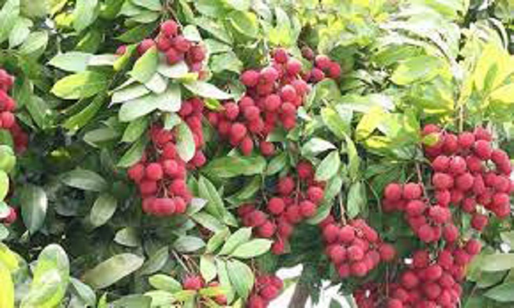 ঝিনাইগাতীতে বাণিজ্যিকভাবে রসালো লিচুর চাষ 