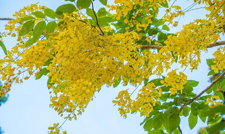 বৈশাখী হাওয়ায় দুলছে সোনালু ফুল, মুগ্ধ পথিক